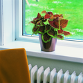 2304d_coleus_blumei.tif