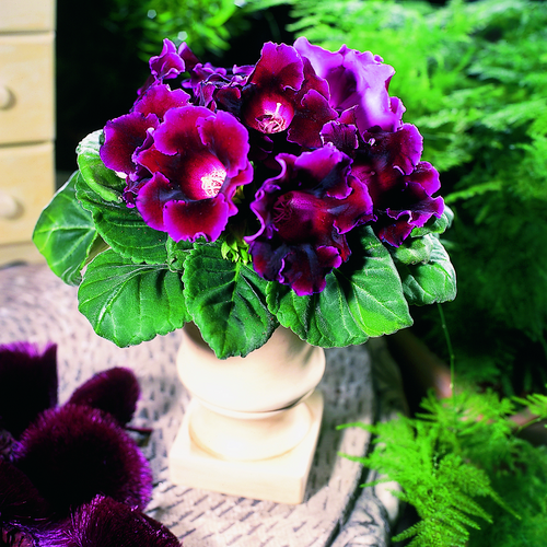 Image of Sinningia hybrid