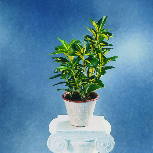 Euonymus Celastraceae (8989)