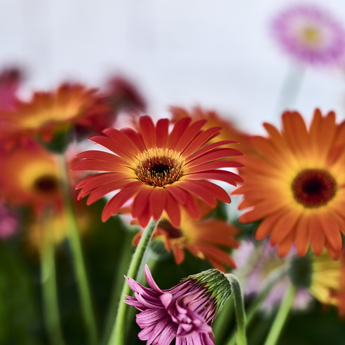 Gerbera Compositae (409049)