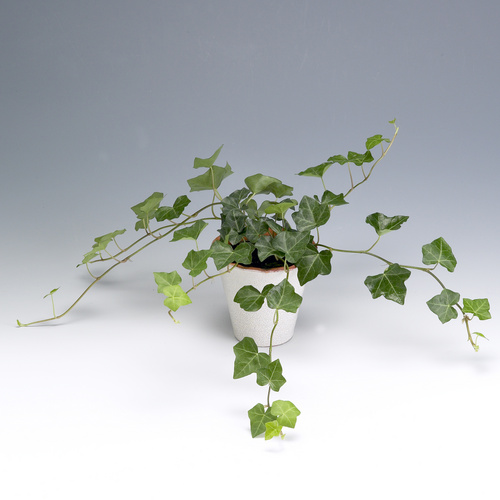 Image of Hedera canariensis