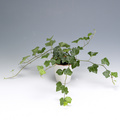 Hedera canarirnsis.jpg