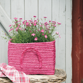 dianthus hybrid-1.tif