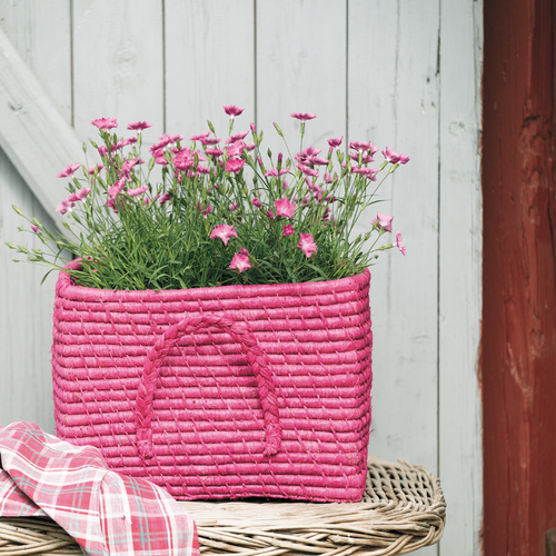 Image of Dianthus hybrid