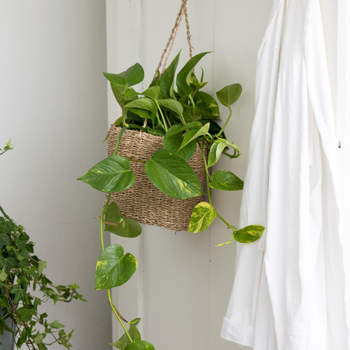 Epipremnum pinnatum luftrenser Epipremnum Araceae (65205)