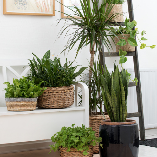 Pelargonium graveolens luftrenser Pelargonium Geraniaceae (65216)