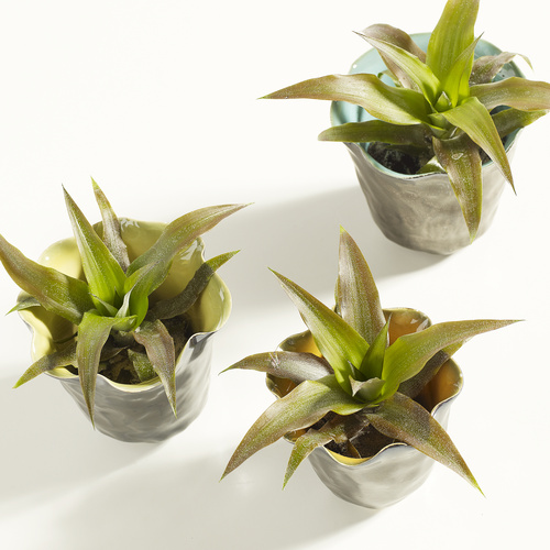 Image of Ananas lucidus