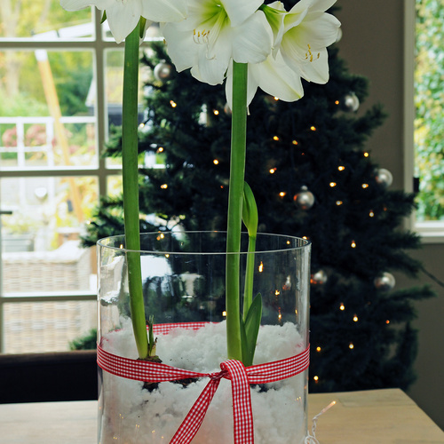 Image of Hippeastrum hybrid