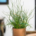 Image of Juncus effusus
