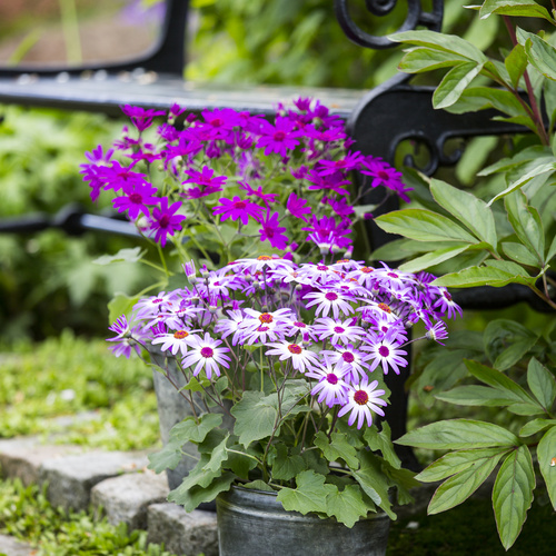 Image of Senecio cruentus