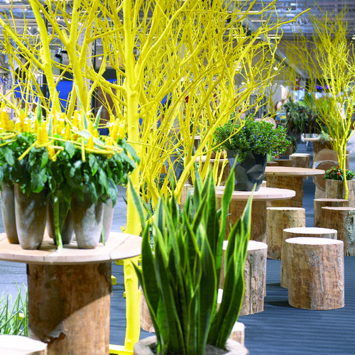 formland aug 2006 - bodycraft Pachystachys Acanthaceae (12188)