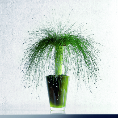 Image of Scirpus cernuus