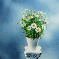 Image of Leucanthemum maximum