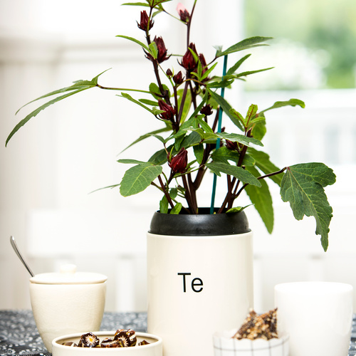 Image of Hibiscus sabdariffa