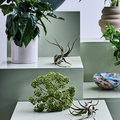 Image of Tillandsia caput_medusa