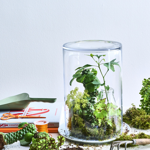 Begonia Begoniaceae (440083)