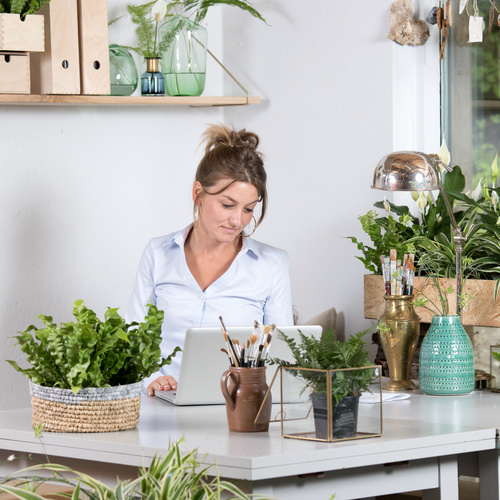 Nephrolepis exaltata luftrensere Nephrolepis Nephrolepidaceae (65215)