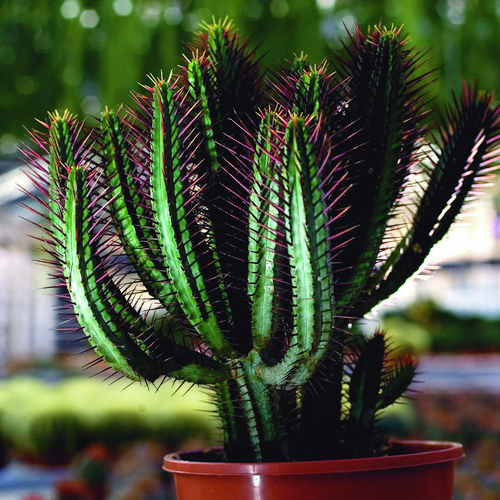 Image of Euphorbia heptagona