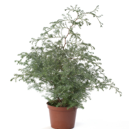 Chamaecyparis Cupressaceae (7989)