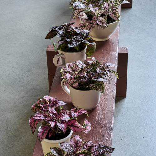 Hypoestes Acanthaceae (442043)