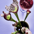 Image of Sarracenia hybrid