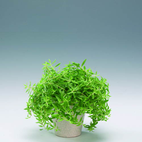 Image of Sedum lineare