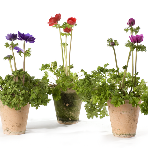 Image of Anemone coronaria