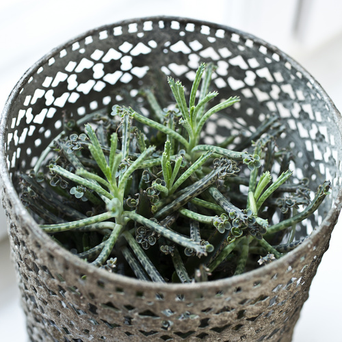 Image of Kalanchoe delagoensis