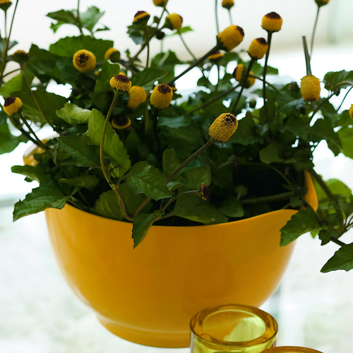 Image of Spilanthes oleracea