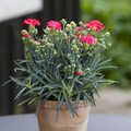 Image of Dianthus caryophyllus