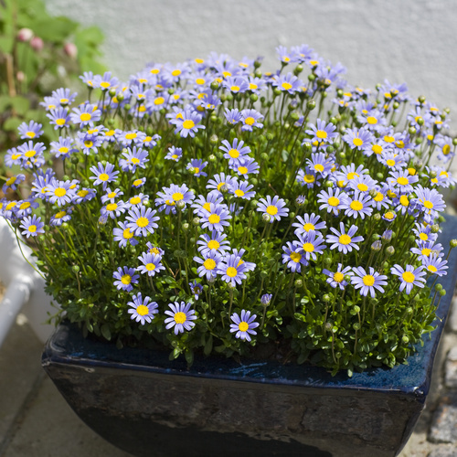 Image of Felicia amelloides