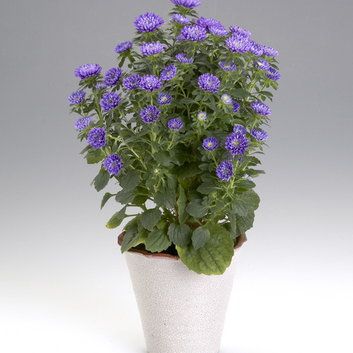 Image of Callistephus chinensis