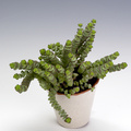 Image of Crassula rupestris