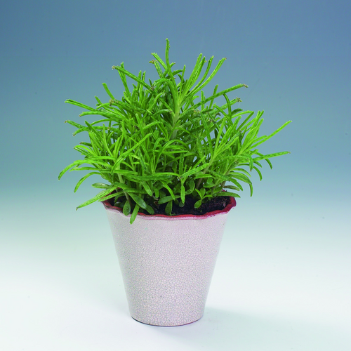 Kalanchoe Crassulaceae (11020)