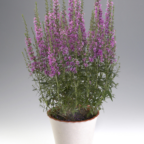 Image of Lythrum virgatum