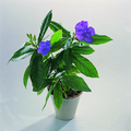 Image of Brunfelsia pauciflora