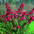 Image of Leptospermum scoparium