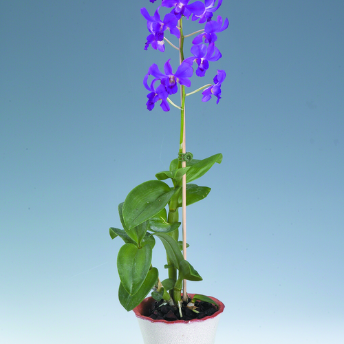 Image of Dendrobium ochreatum