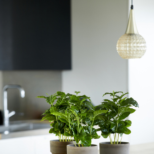 Coffea arabica 20191126 1 Image of Coffea arabica