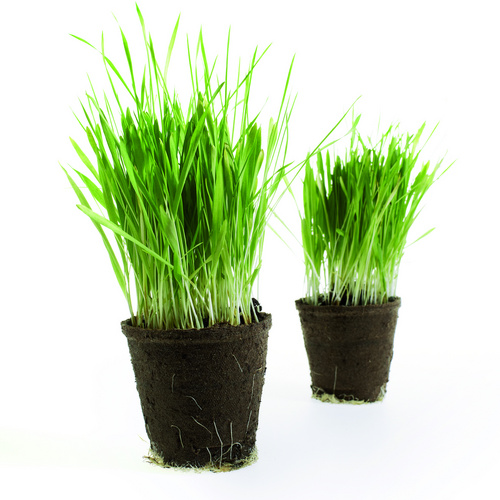 Image of Triticum aestivum