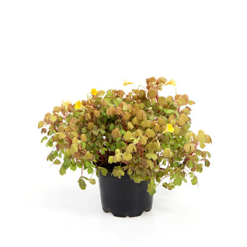 Image of Oxalis valdiviensis