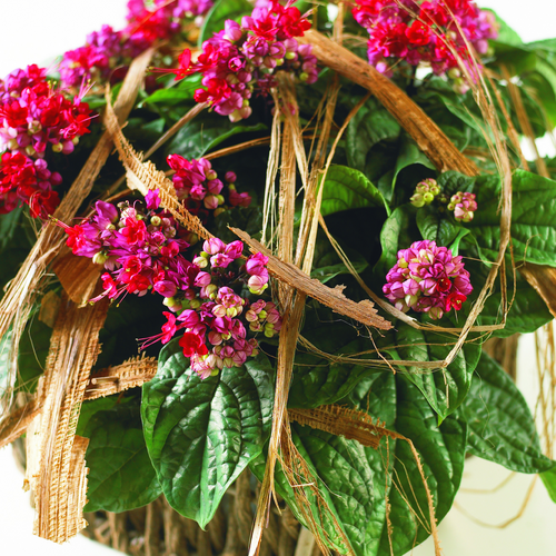 Image of Clerodendrum x speciosum
