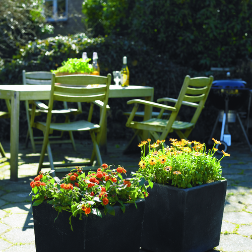 lantana osteo fd38 Lantana Verbenaceae (11396)