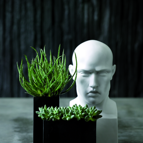 Aloe Liliaceae (6396)