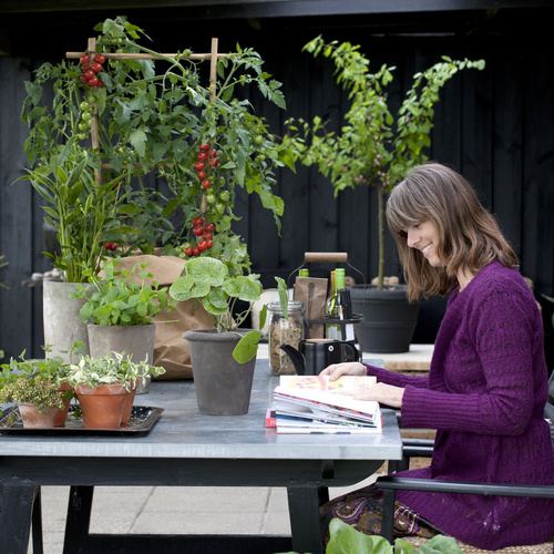 Image of Lycopersicon esculentum