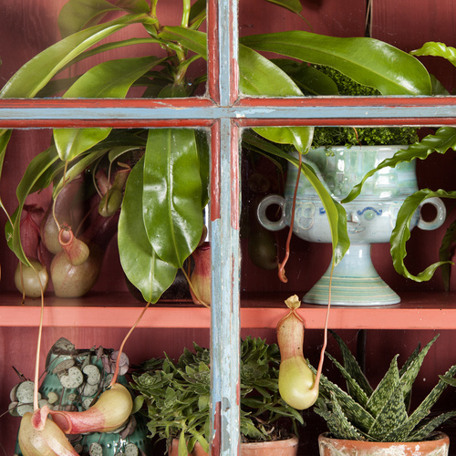 Image of Nepenthes alata