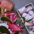 Image of Begonia boliviensis