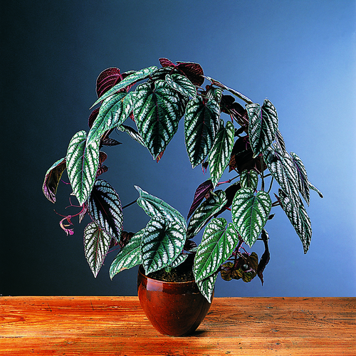 Cissus Vitaceae (8141)