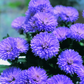 Image of Aster novi-belgii