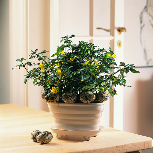 Image of Jasminum mesnyi